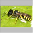 Ectemnius lapidarius - Grabwespe w07c 8-9mm - OS-Piesberg-det.jpg